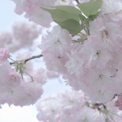 清河FurryQQ群介绍